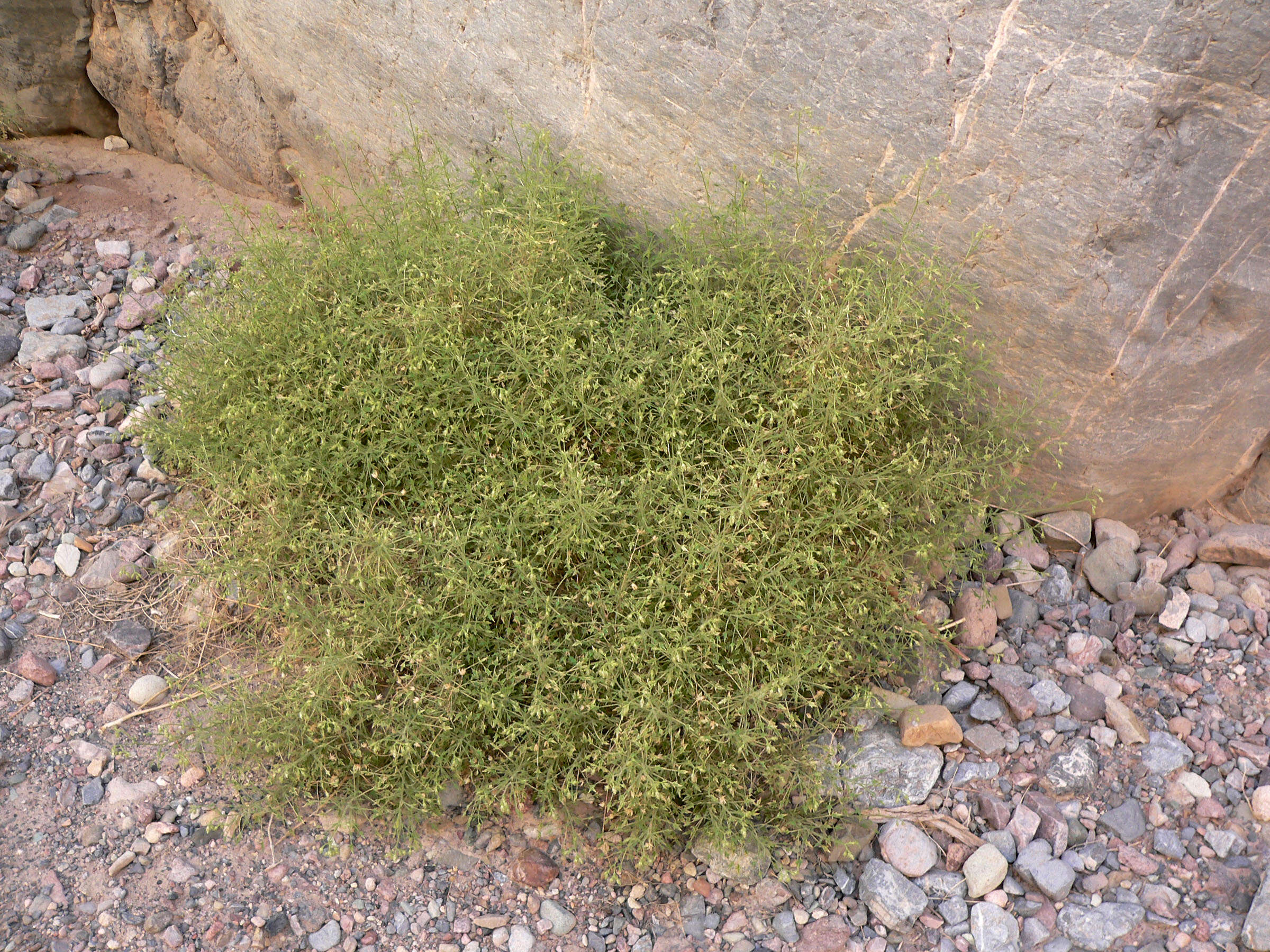 Pleurocoronis pluriseta (A. Gray) R. King & H. Rob.的圖片