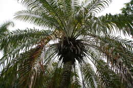 Image of pygmy date palm