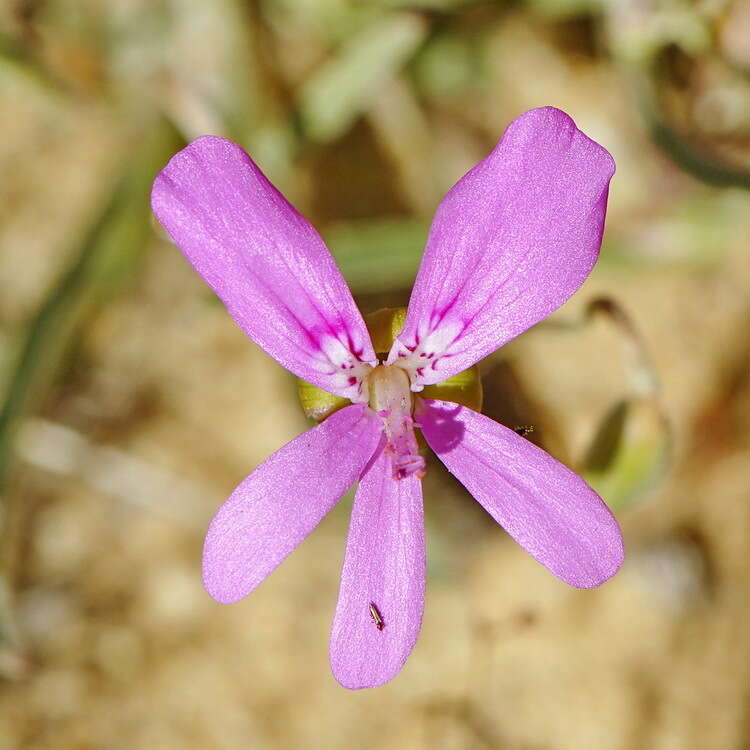 Image of Pelargonium coronopifolium Jacq.