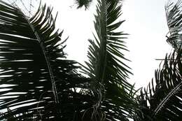 Image of Carossier palm