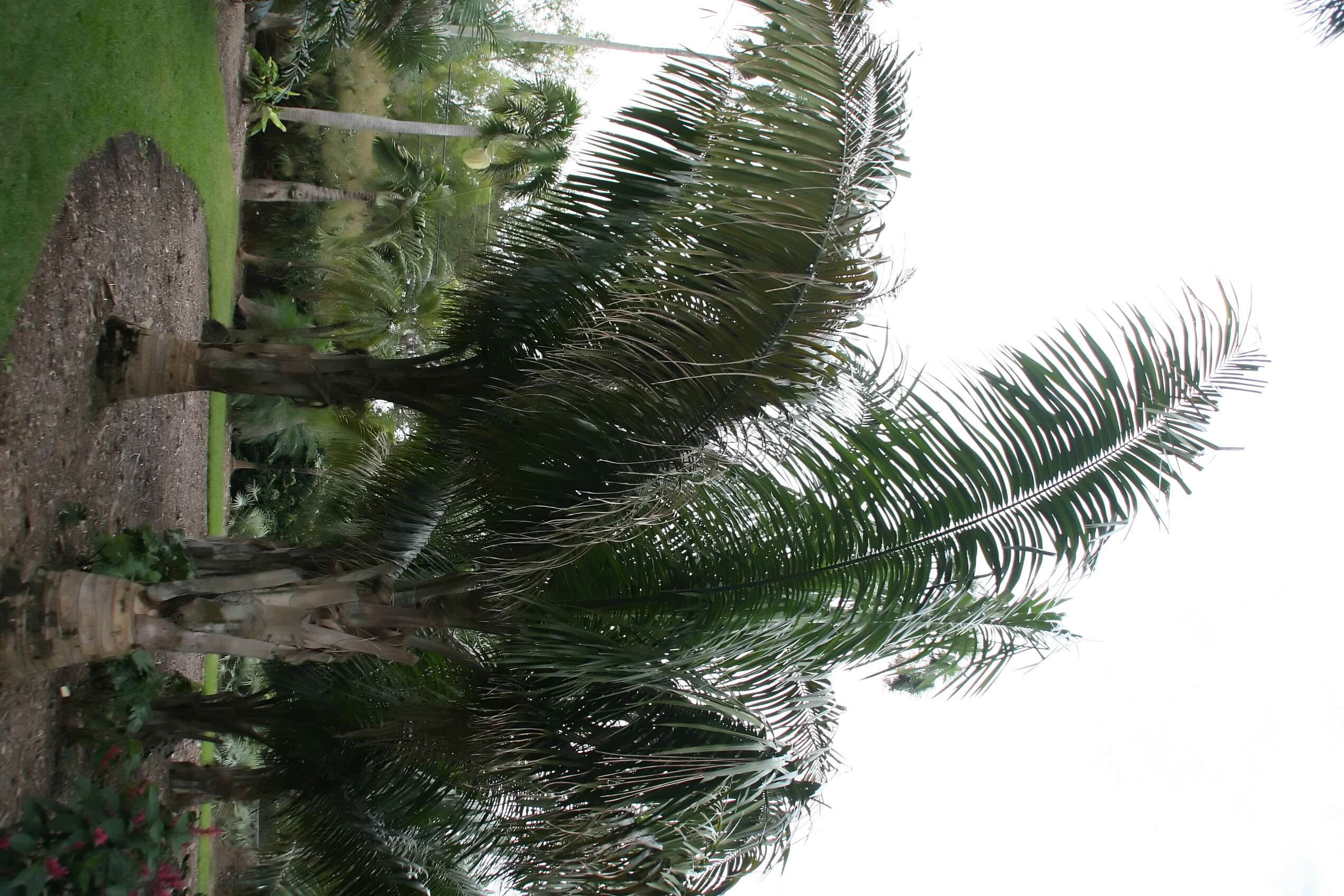 Image of Carossier palm
