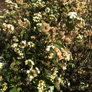 Plancia ëd Ageratina adenophora (Spreng.) R. King & H. Rob.