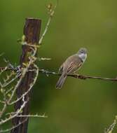 Image of Common Whitethroat