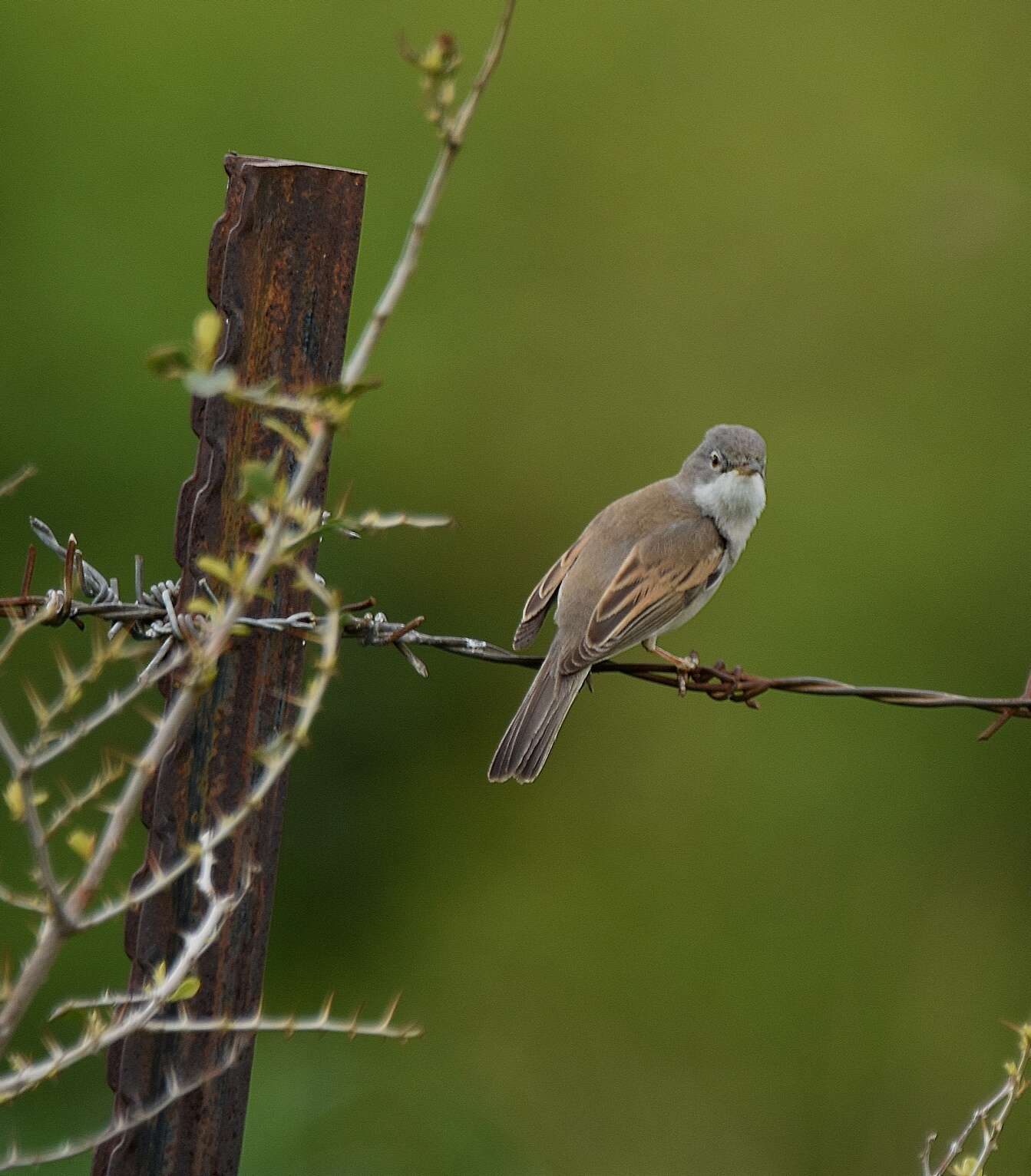 Image of Common Whitethroat