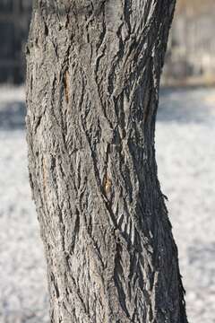 Imagem de Vachellia tortilis subsp. heteracantha (Burch.) Kyal. & Boatwr.