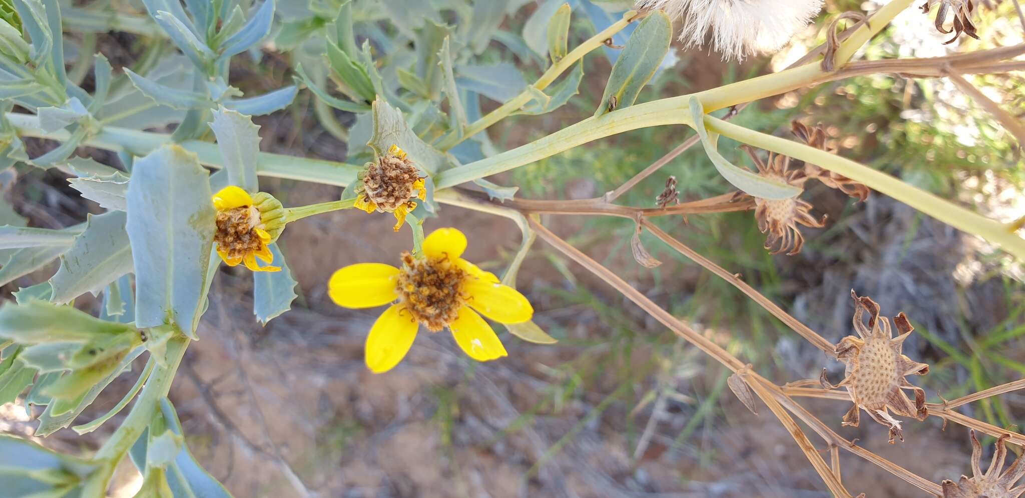 Senecio magnificus F. Müll. resmi