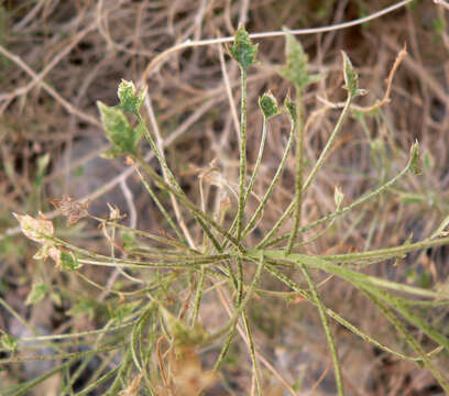 Plancia ëd Pleurocoronis pluriseta (A. Gray) R. King & H. Rob.