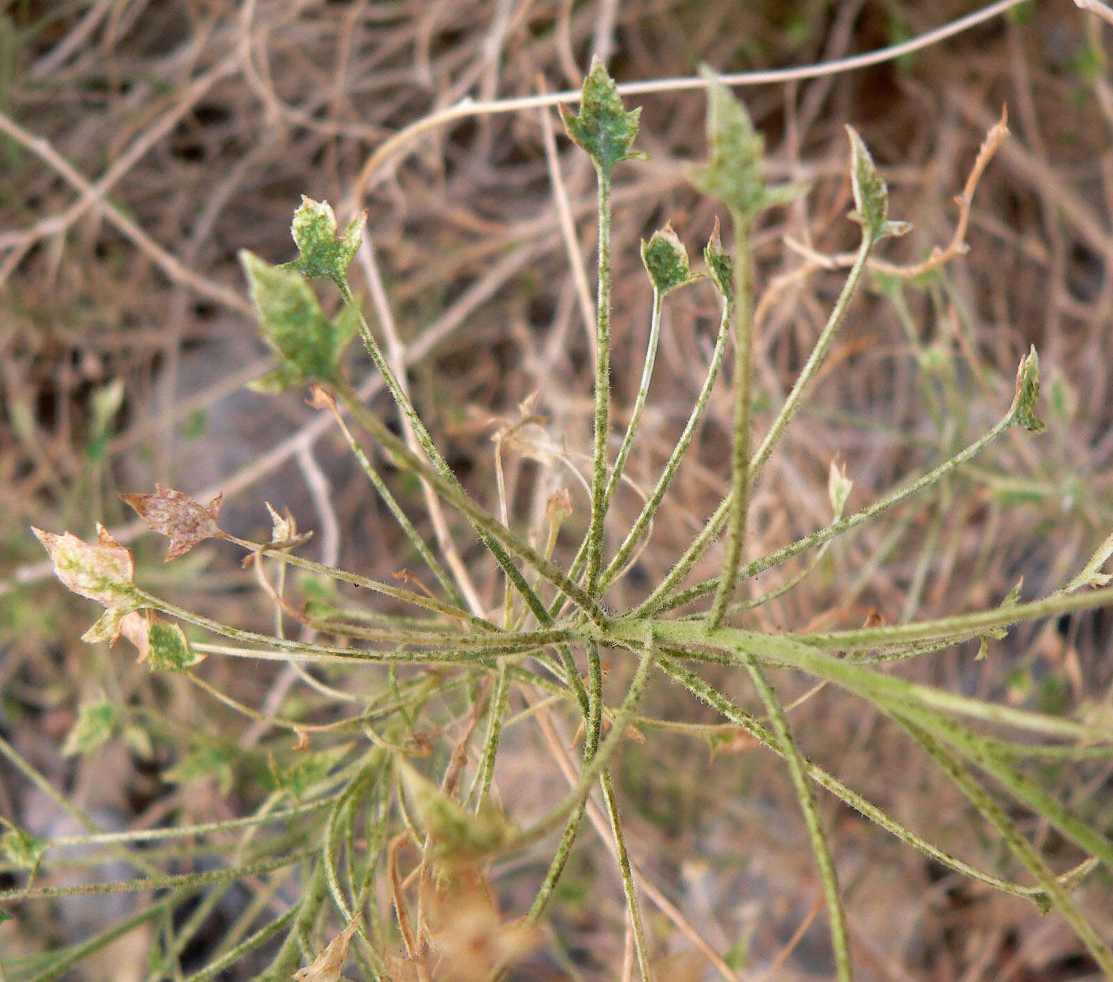 Pleurocoronis pluriseta (A. Gray) R. King & H. Rob.的圖片