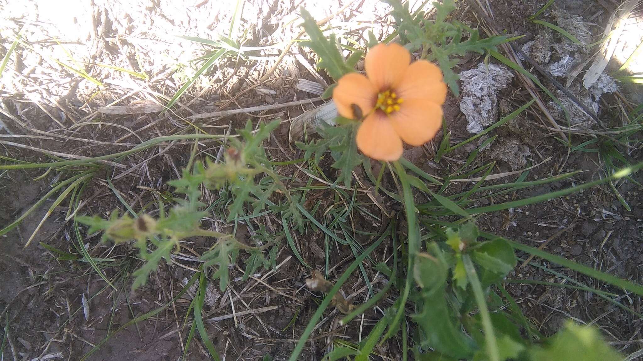 Image of Turnera sidoides subsp. pinnatifida (Juss. ex Poir.) M. M. Arbo