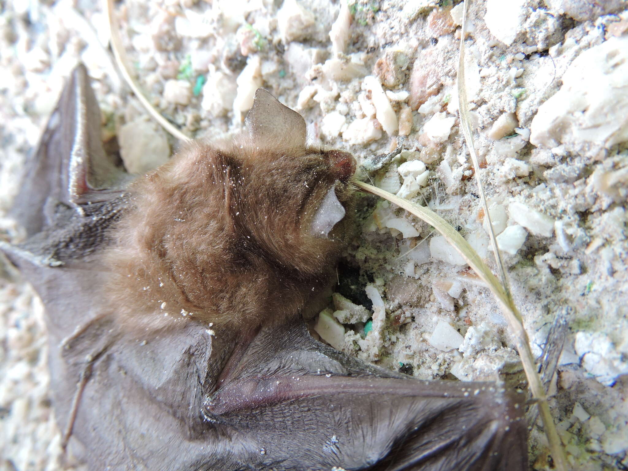 Image of Mexican Greater Funnel-eared Bat