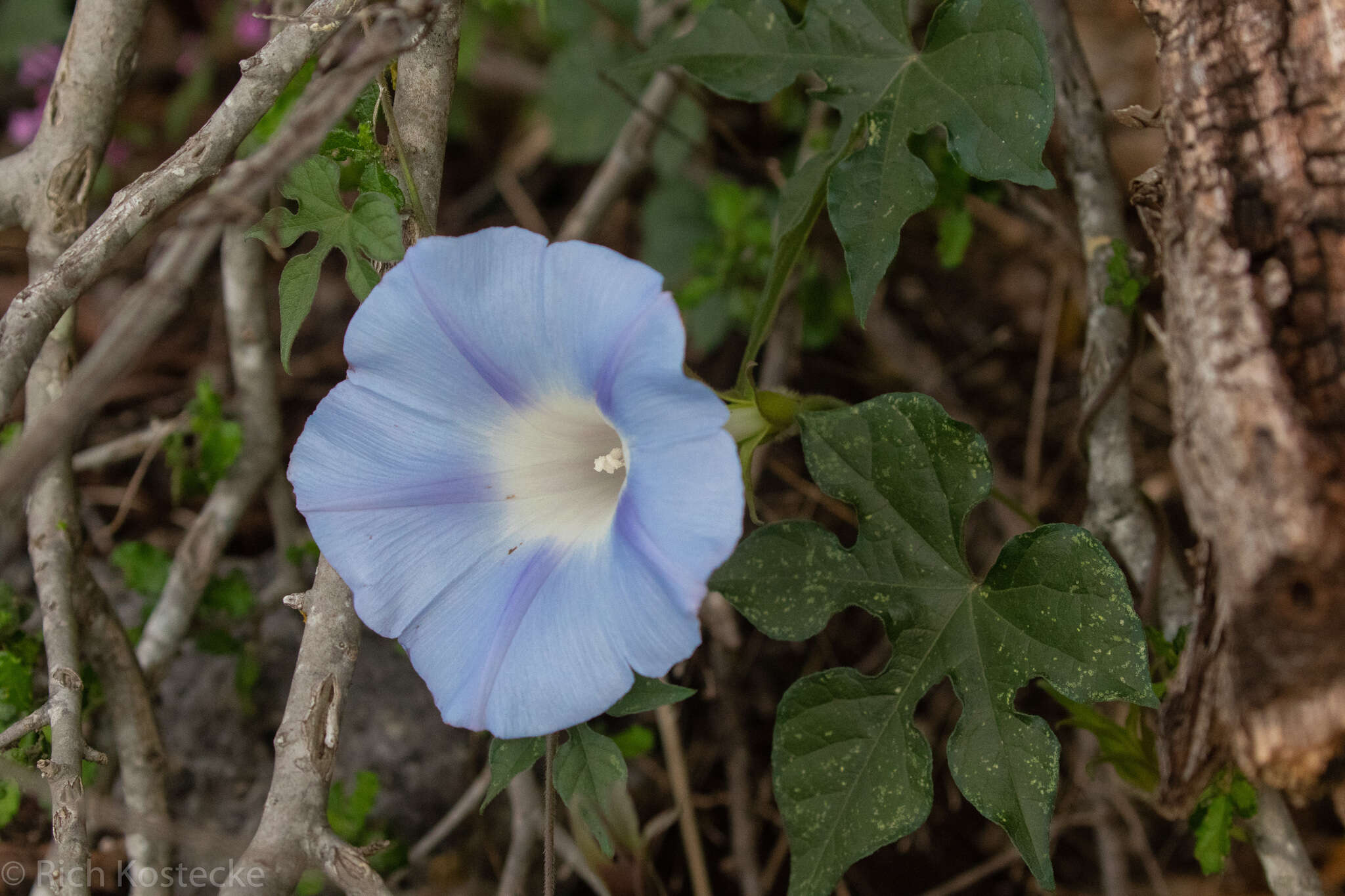 Слика од Ipomoea lindheimeri A. Gray