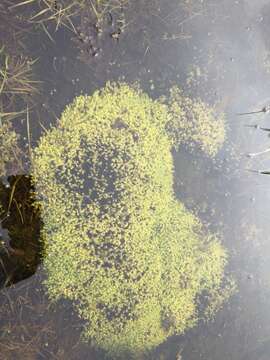 Image of turgid aulacomnium moss