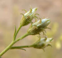 Plancia ëd Pleurocoronis pluriseta (A. Gray) R. King & H. Rob.