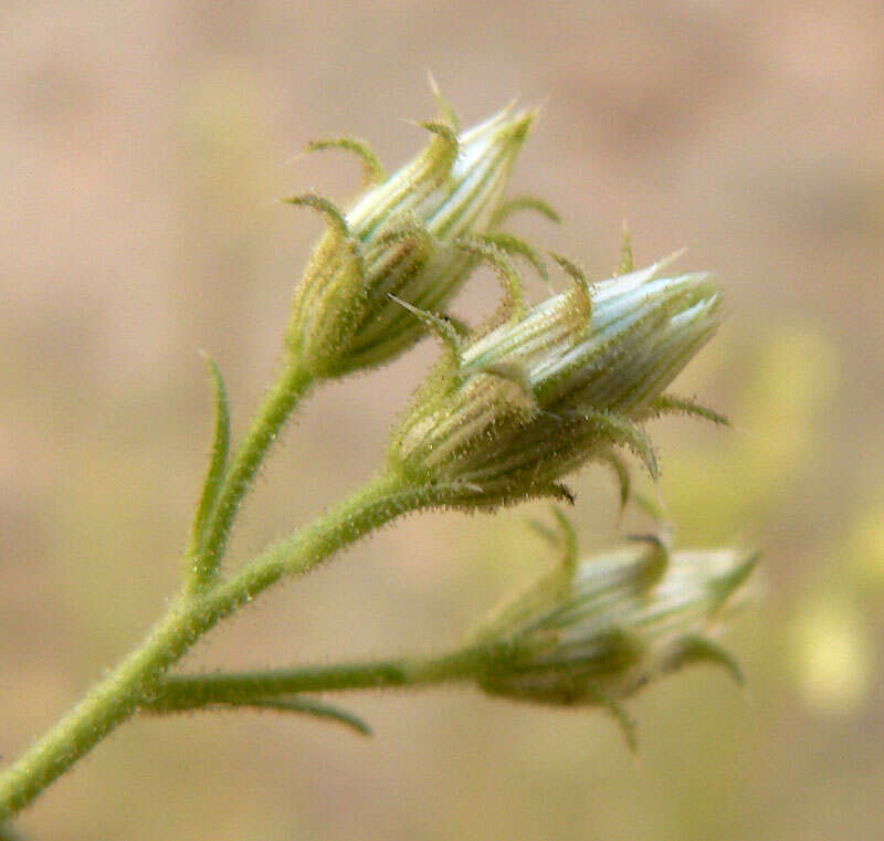 Pleurocoronis pluriseta (A. Gray) R. King & H. Rob.的圖片