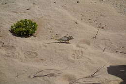 Image of Desert Chameleon