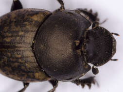 Image of Onthophagus (Palaeonthophagus) similis (Scriba 1790)