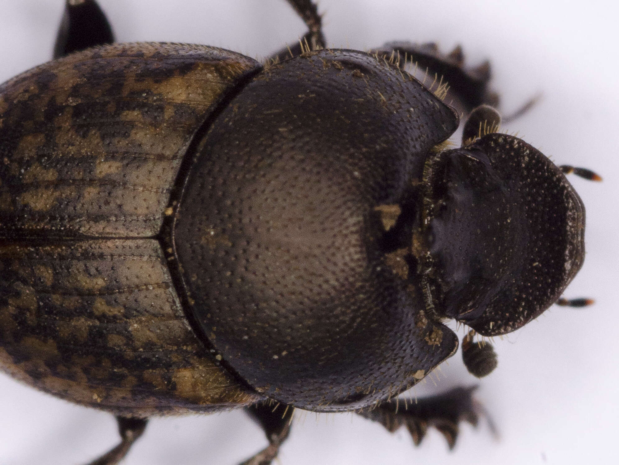 Слика од Onthophagus (Palaeonthophagus) similis (Scriba 1790)