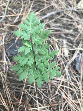 Image of Cheilanthes sieberi subsp. sieberi