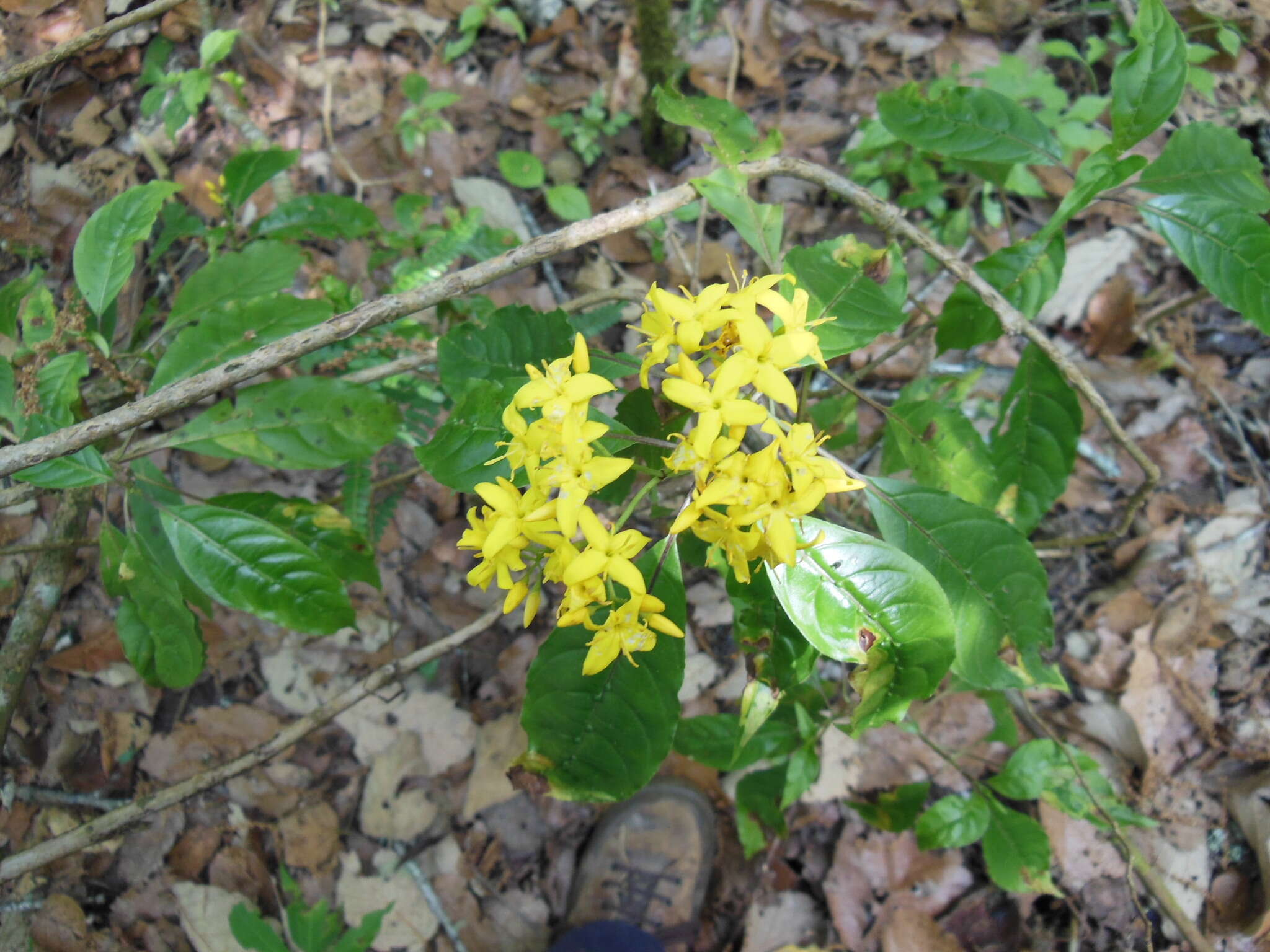 Image of Deppea grandiflora Schltdl.