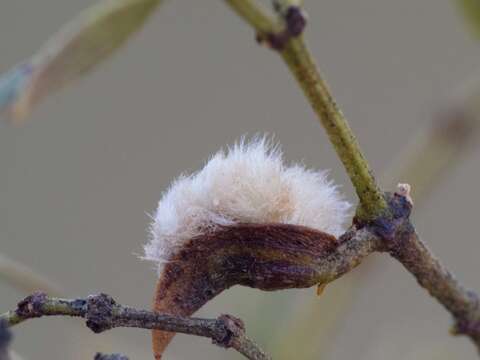 Image de Asphondylia villosa Gagne 1990