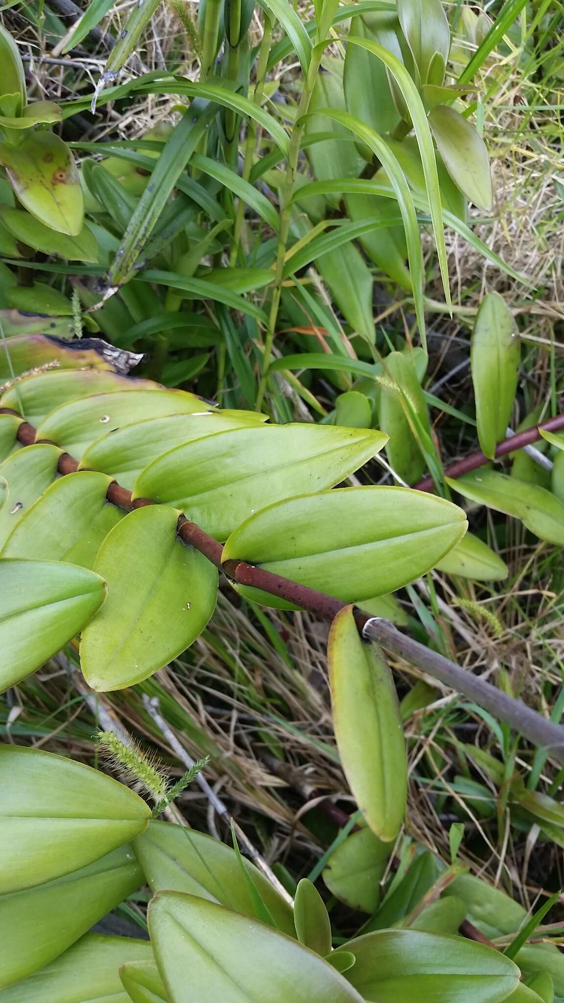 Plancia ëd Epidendrum obrienianum Rolfe