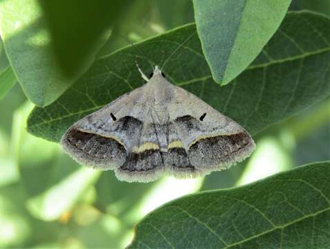 Imagem de Acantholipes regularis Hübner 1813