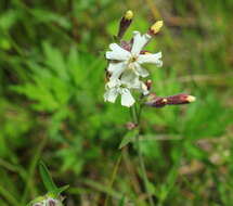 Image of pink campion