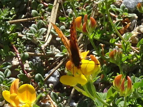 Image of <i>Boloria euphrosyne</i>