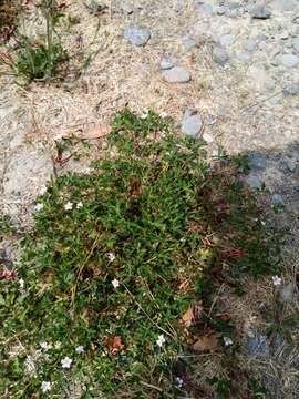 Image of New Zealand geranium