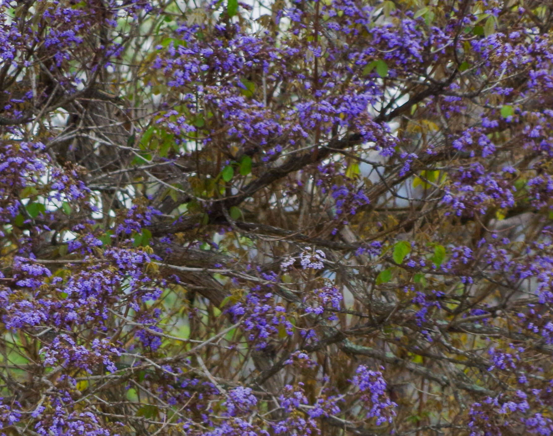 Image of Vitex gigantea Kunth