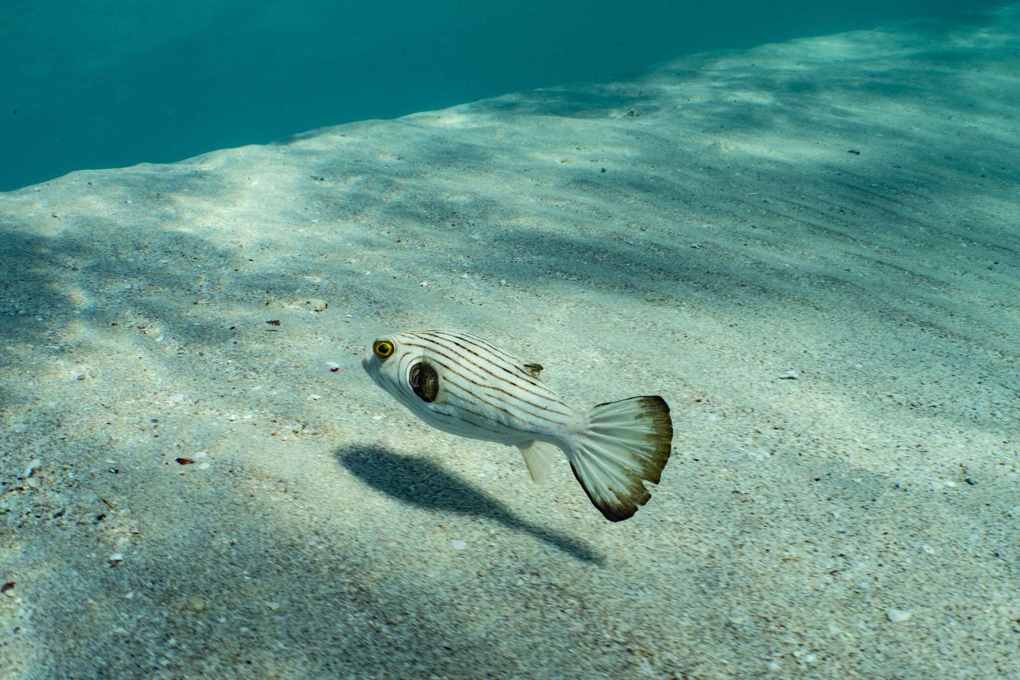 Image of Narrow-lined Puffer