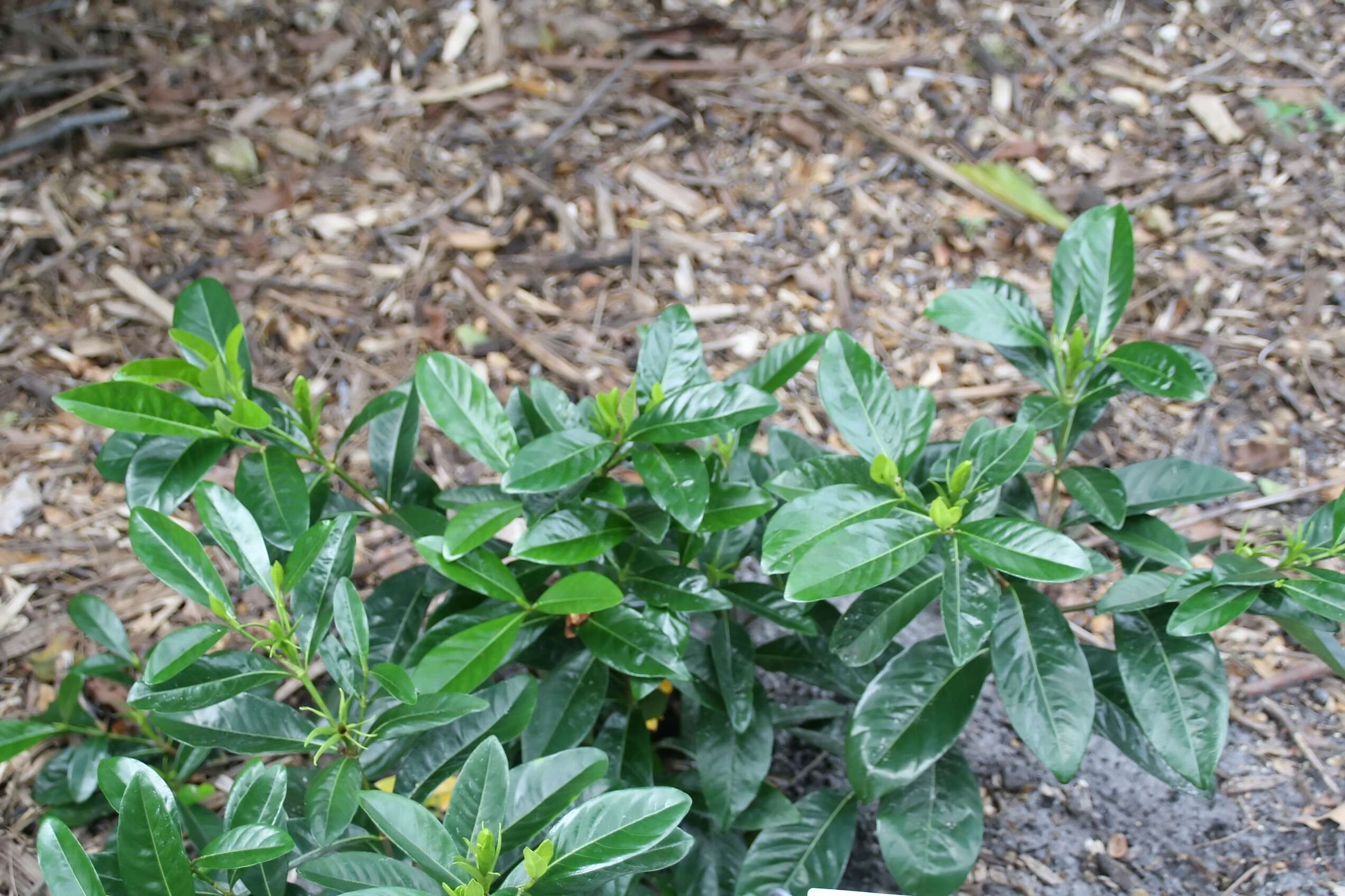 Image of Cape jasmine