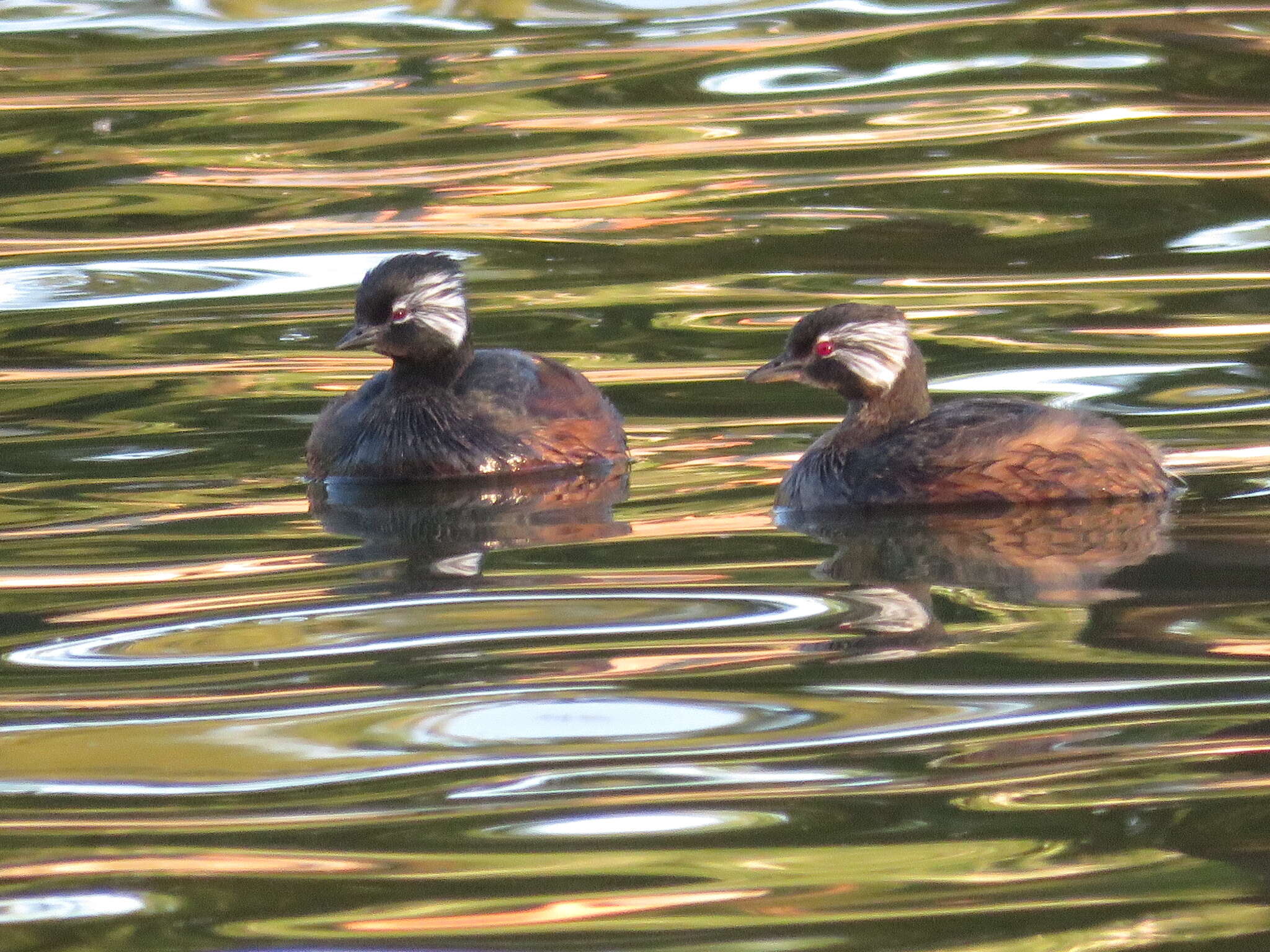 Image of White-tufted Grebe