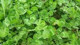 Image of shield clover