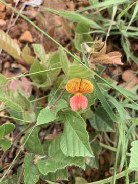 Image de Rhynchosia monophylla Schltr.