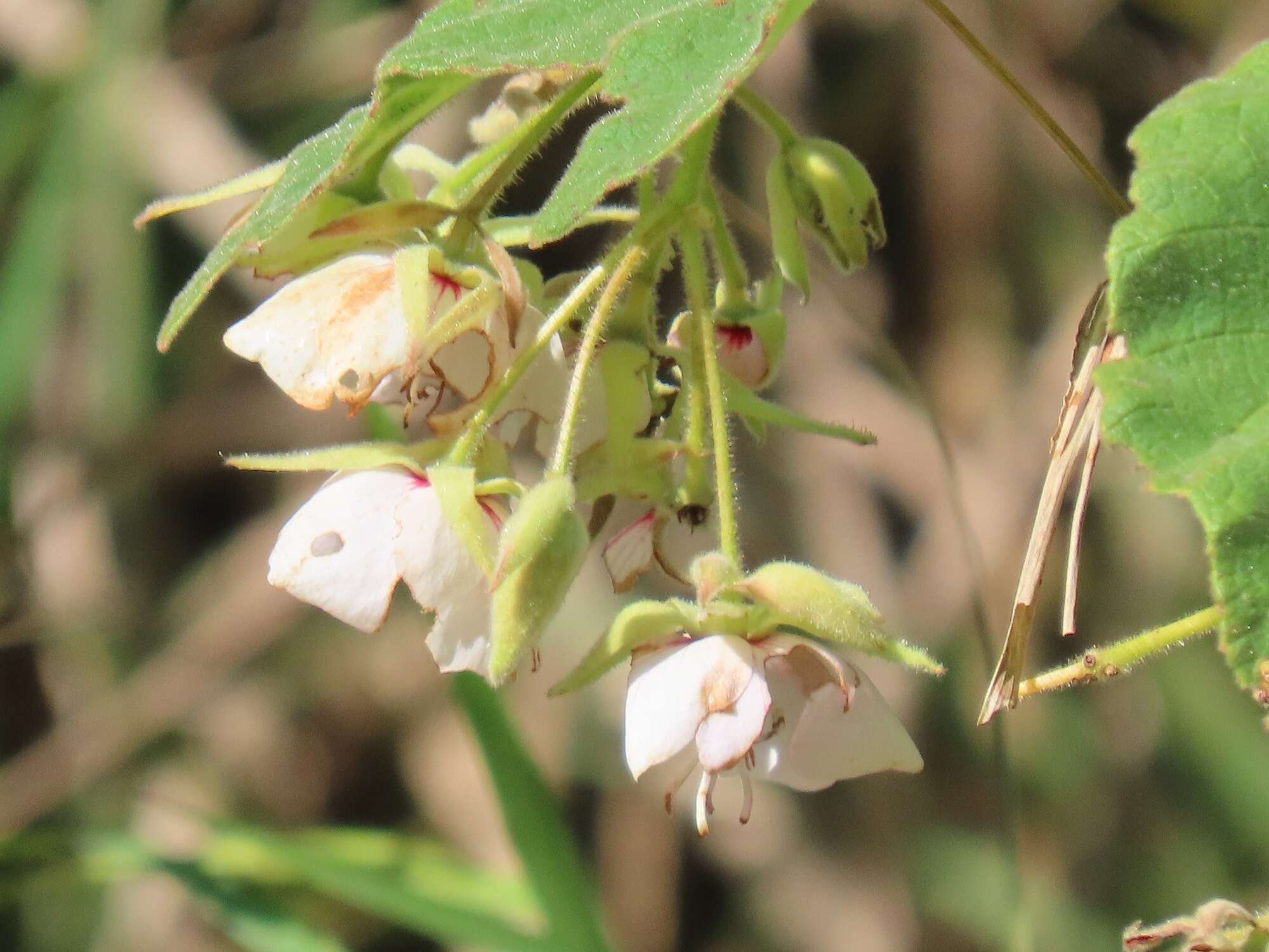 Imagem de Dombeya burgessiae Gerr. ex Harv. & Sond.