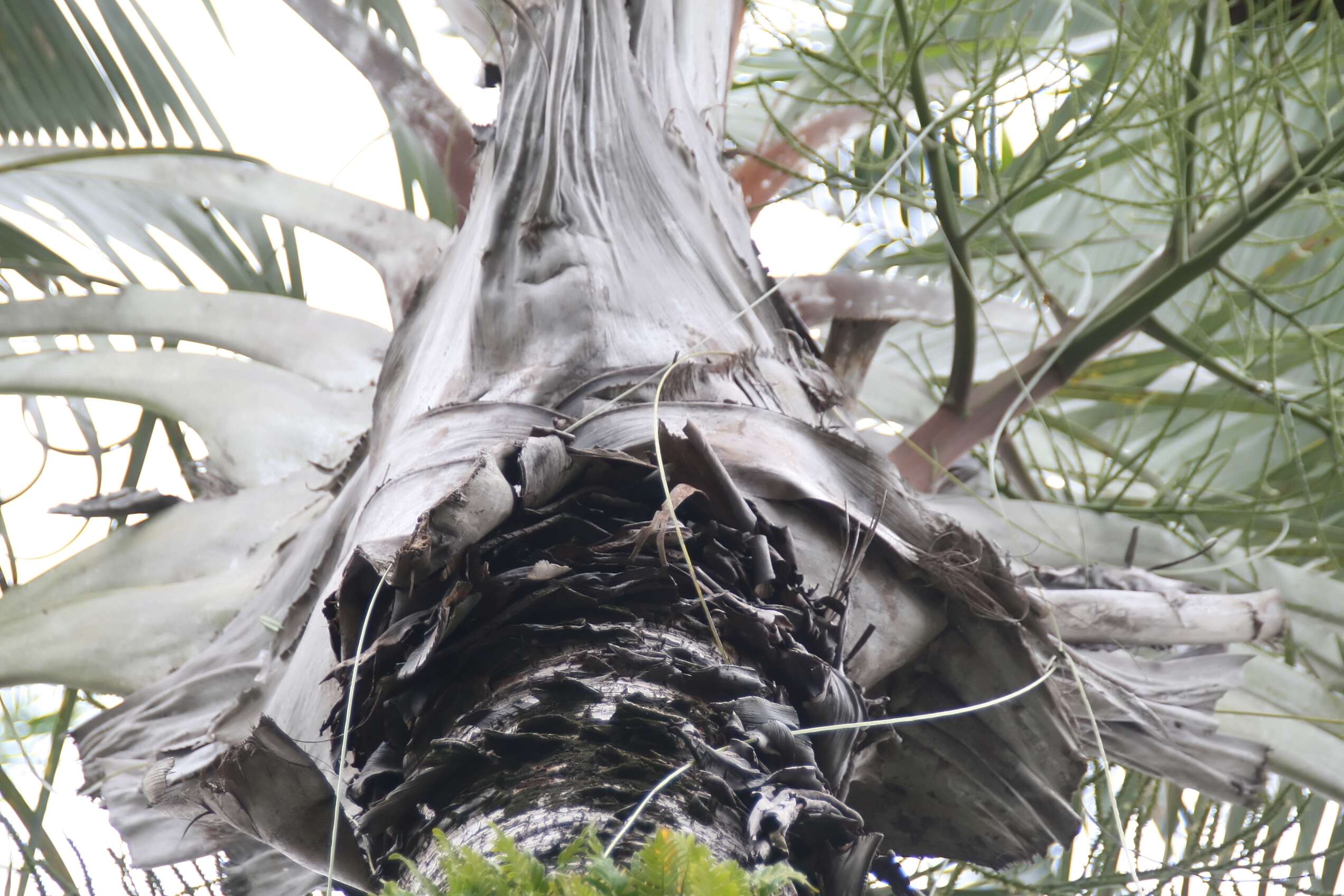 Image of Triangle palm