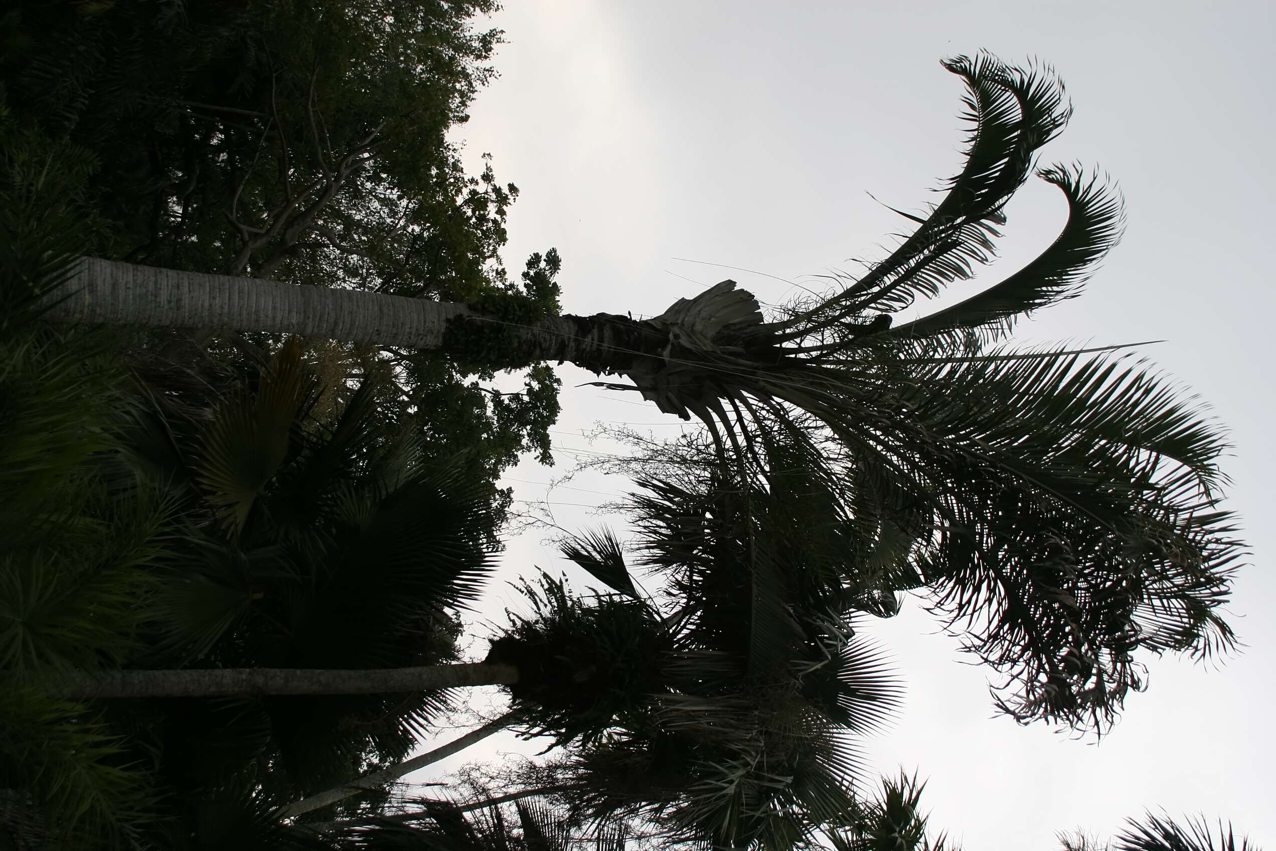 Image of Triangle palm