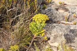 Image of Notobubon galbanum (L.) Magee