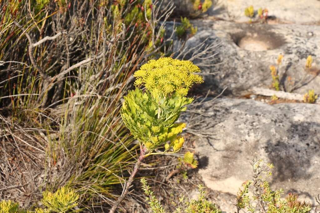 Notobubon galbanum (L.) Magee resmi