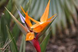 Image of Strelitzia juncea (Ker Gawl.) Link