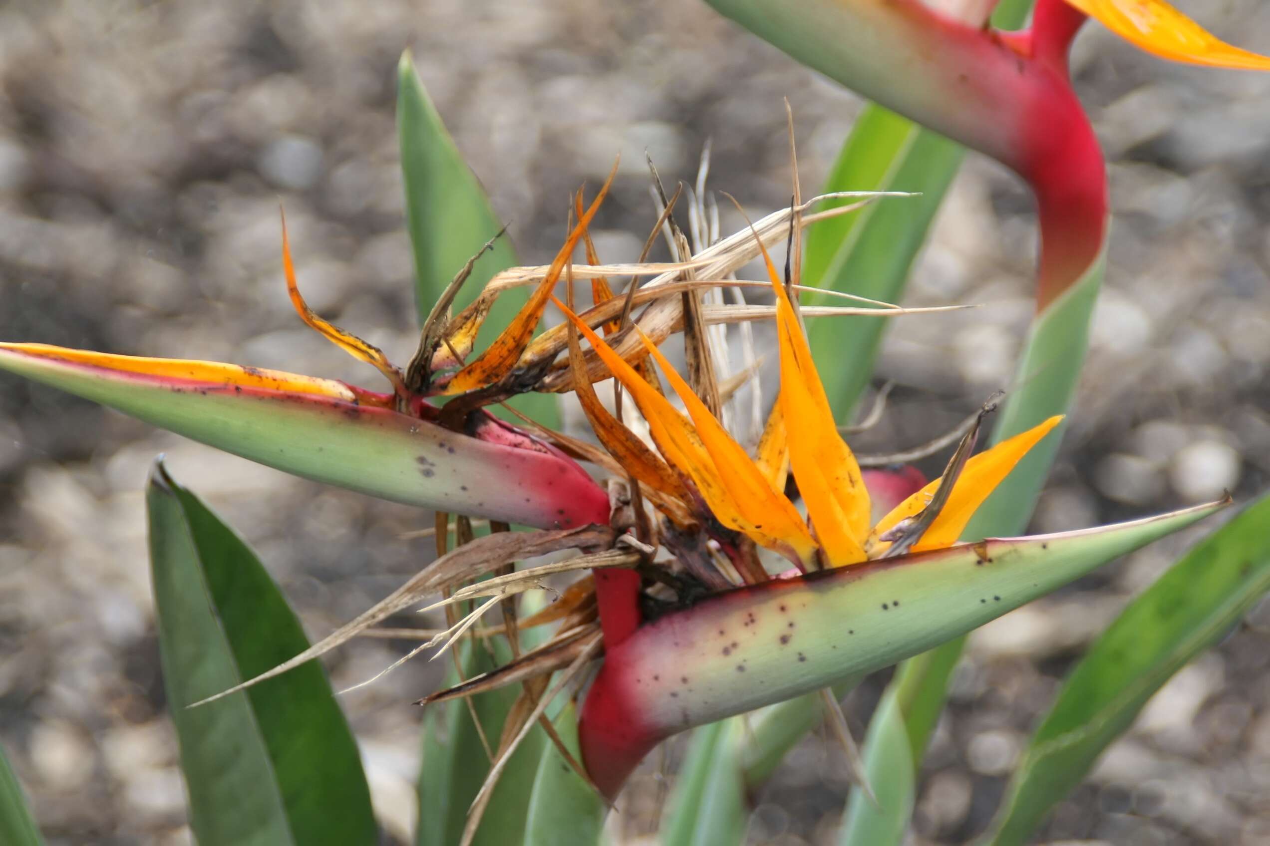 Image of Strelitzia juncea (Ker Gawl.) Link