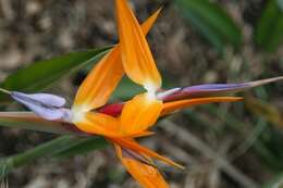 Image of Strelitzia juncea (Ker Gawl.) Link