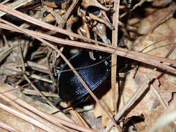 صورة Scaphinotus (Scaphinotus) unicolor (Fabricius 1787)