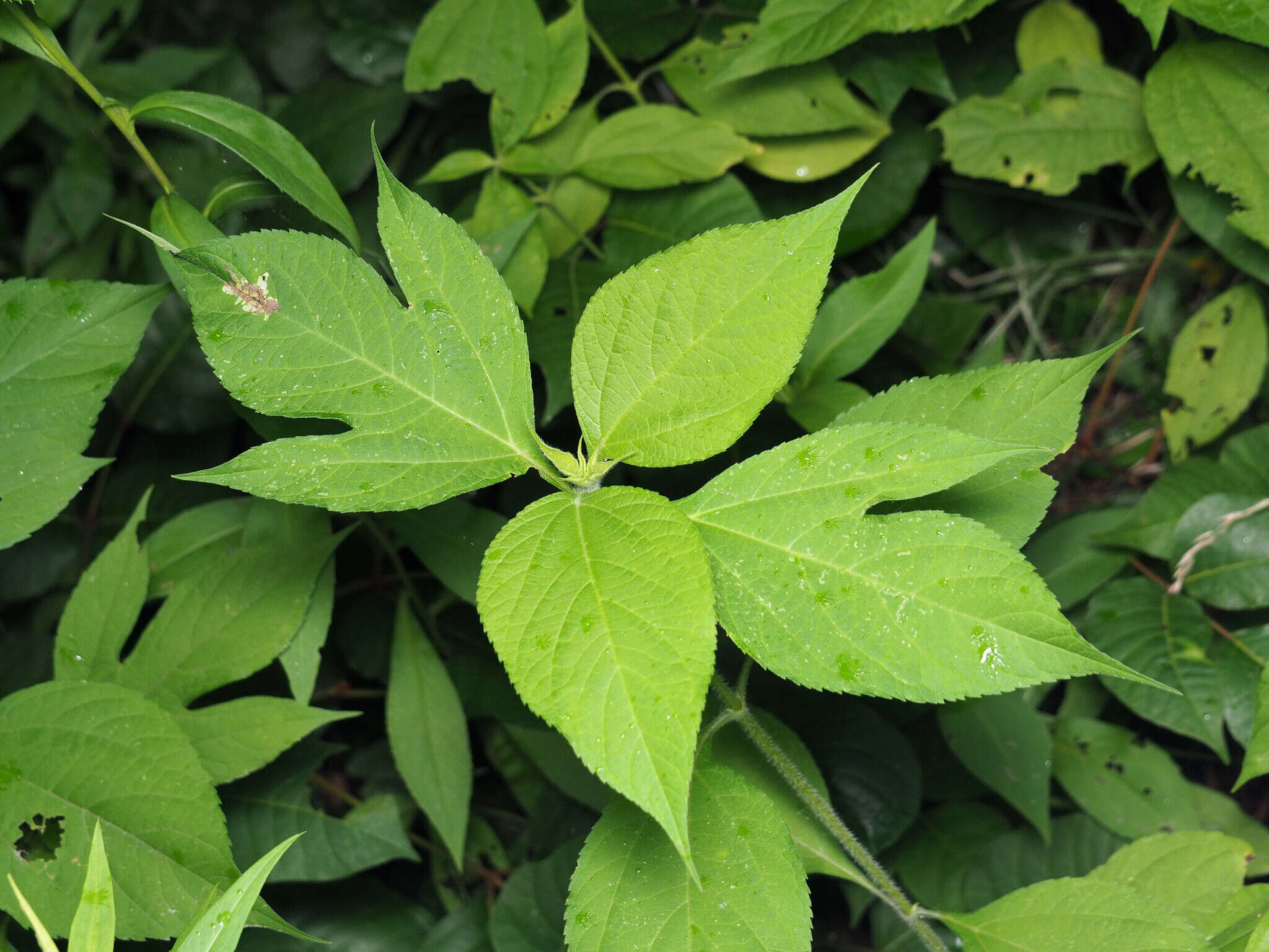 Image of Calycomyza platyptera (Thomson 1869)