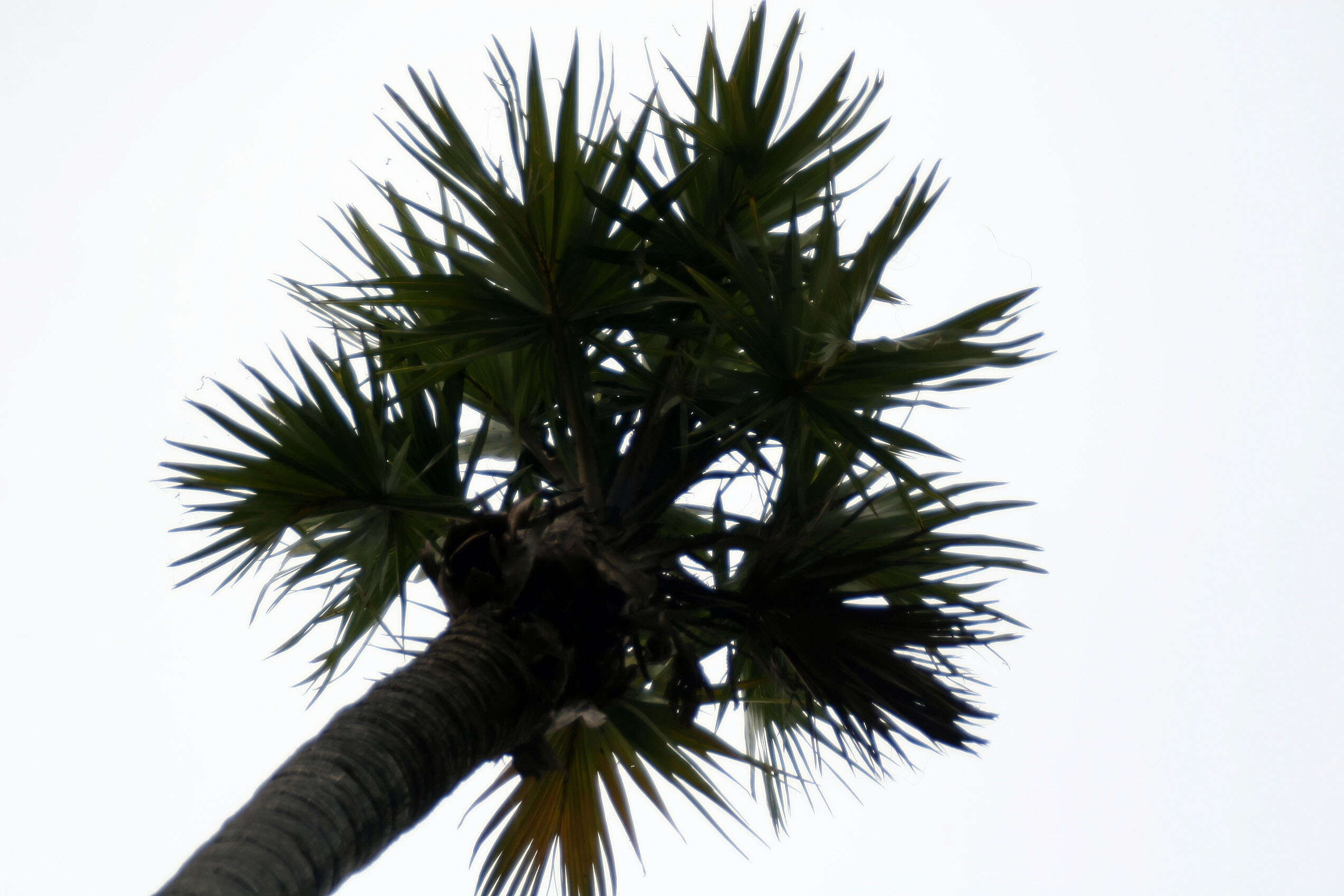 Image of Doum Palm