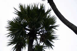 Image of Doum Palm