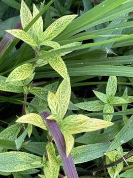 Image of Diodia vein chlorosis virus