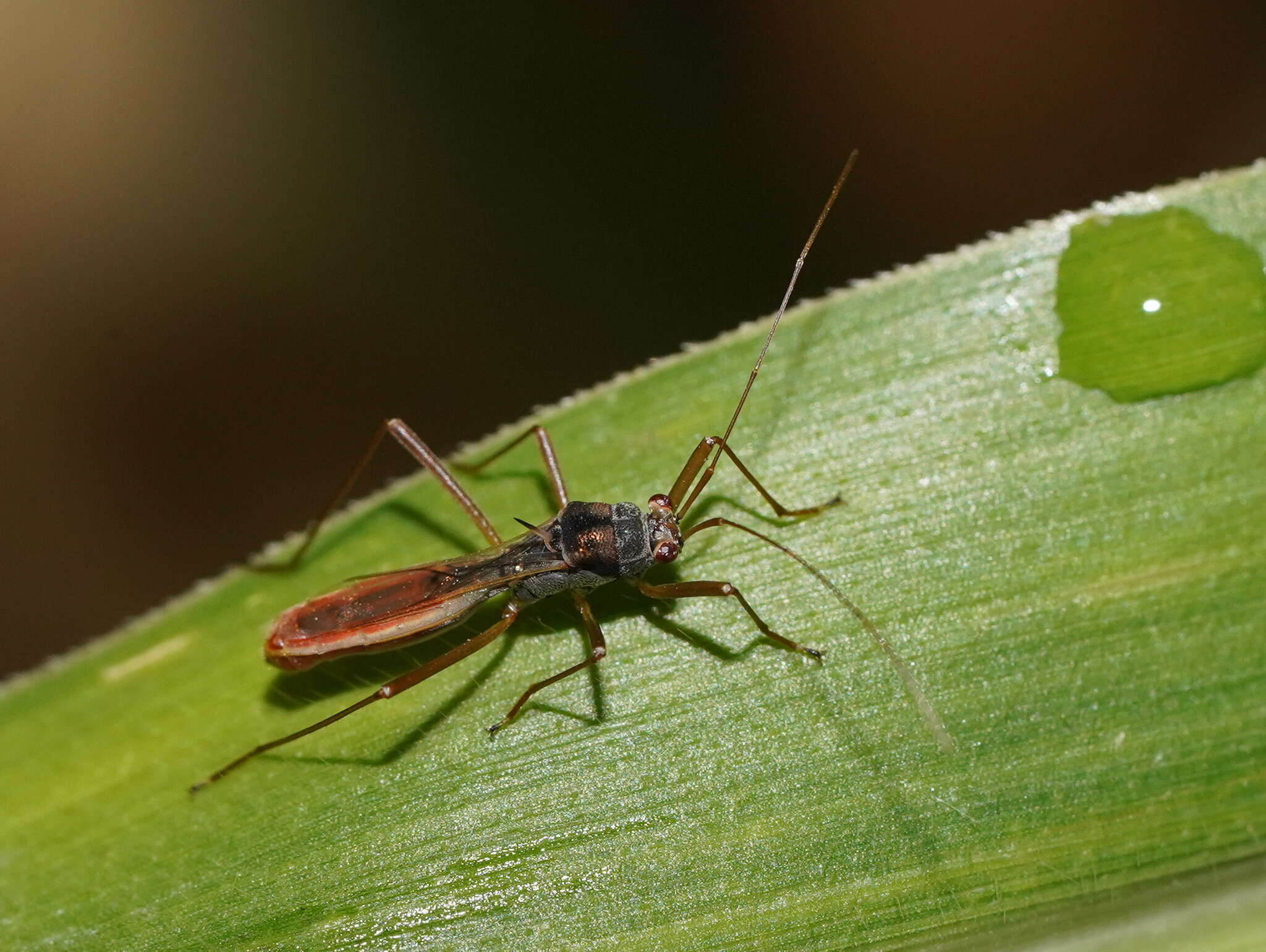 Image of Phaenacantha