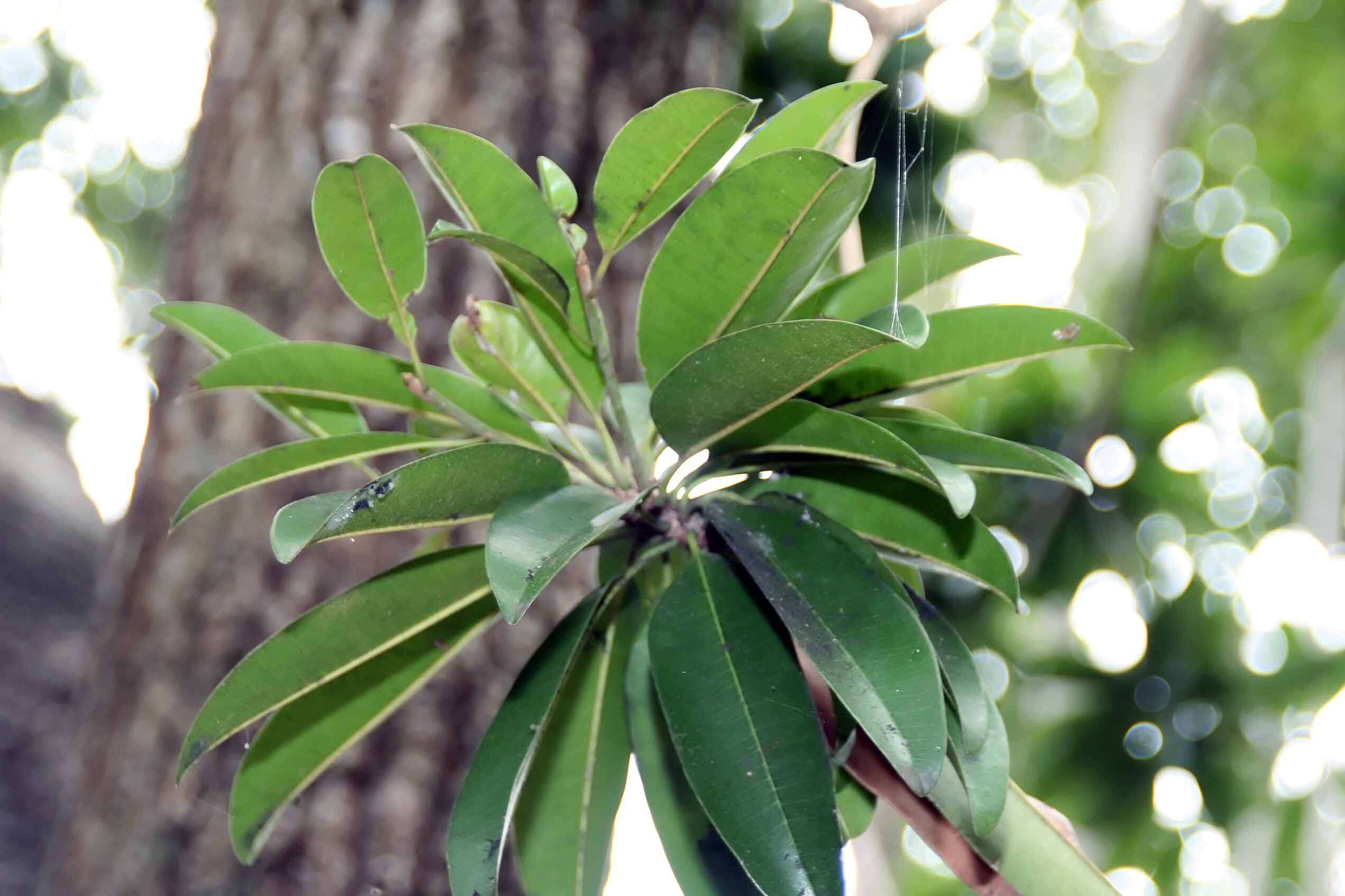 Image of sapodilla